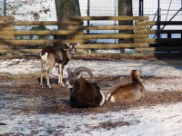 /album/fotogalerie-zoo-ohrada-hluboka-nad-vltavou/zoo-ohrada-hluboka-nad-vltavou44-jpg/